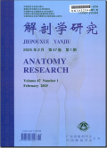 解剖学研究