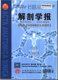 解剖学报